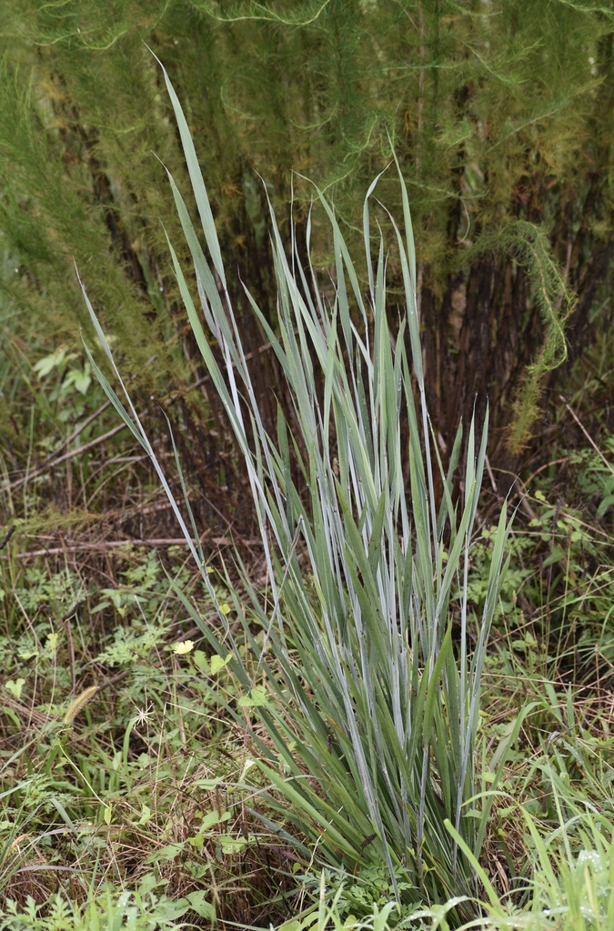 Panic Grass