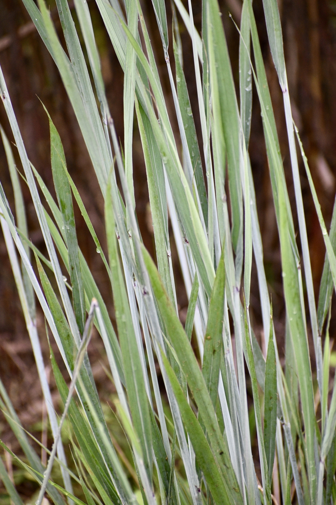 Panic Grass - Up Close Leaves