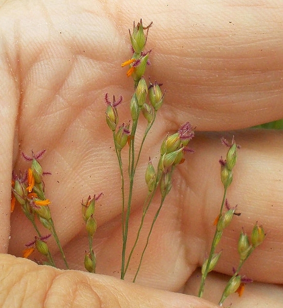 Panicum virgatum