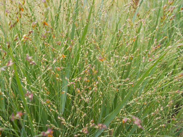 Form