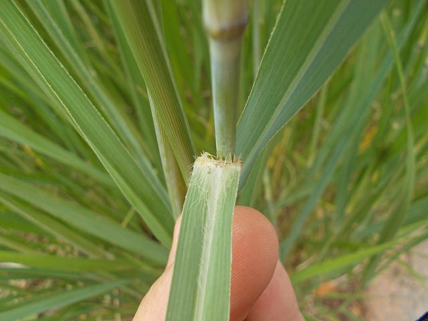 Panicum virgatum