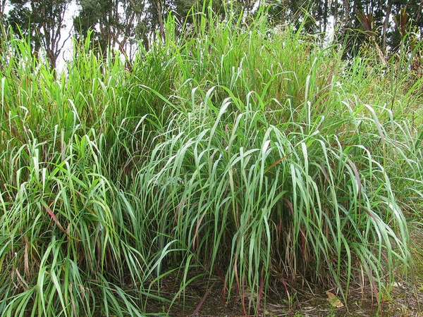 Panicum virgatum