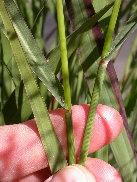 Panicum virgatum