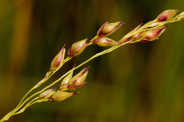 Panicum virgatum