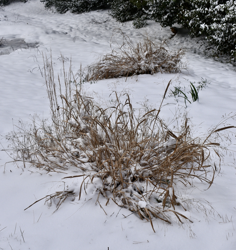 Form - Jan. 22 - Wake Co., NC