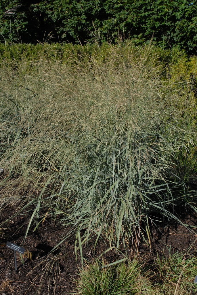 Panicum amarum