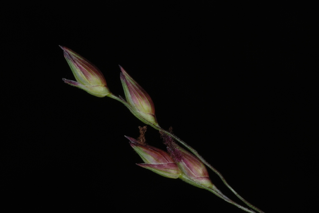Purplish seed heads (Lambton, Toronto, ON)-Early Fall