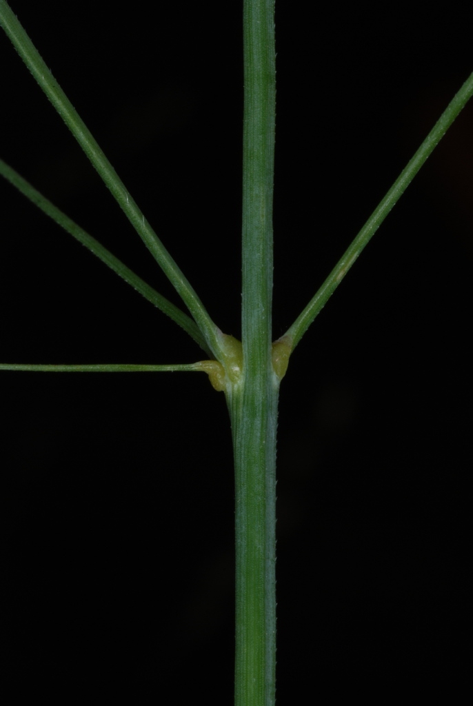 Stem and leaf attachment (Lambton, Toronto, ON)-Early Fall