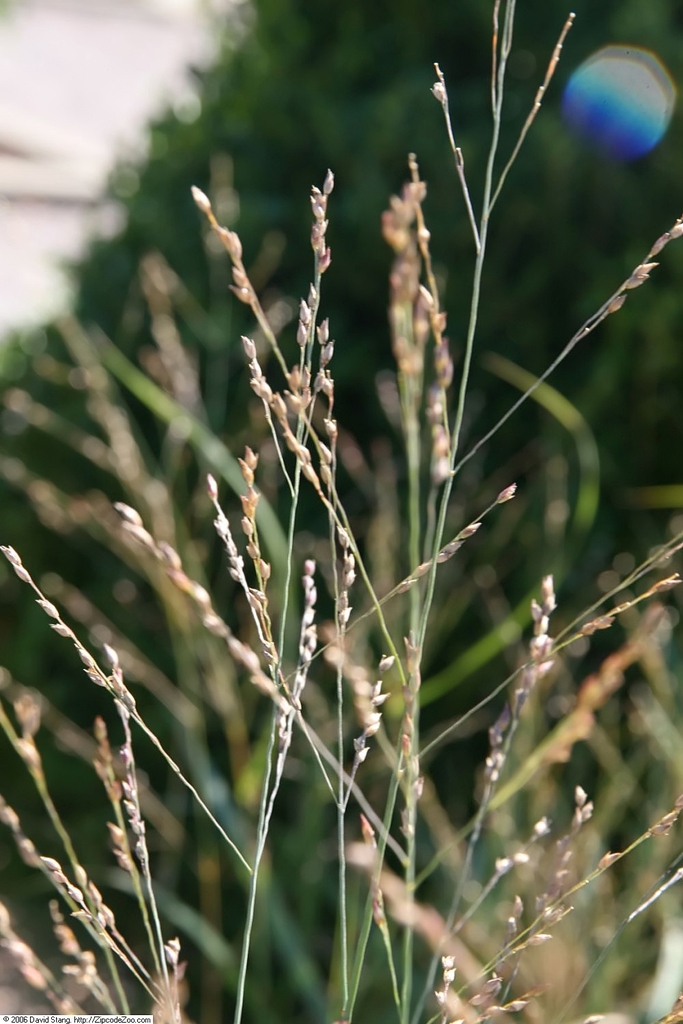 Form