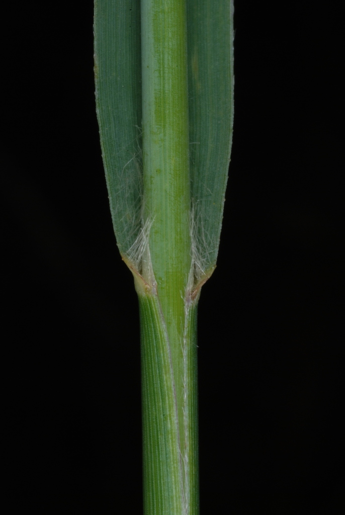 Leaf sheath and hairs (Lambton, Toronto, ON)-Early Fall