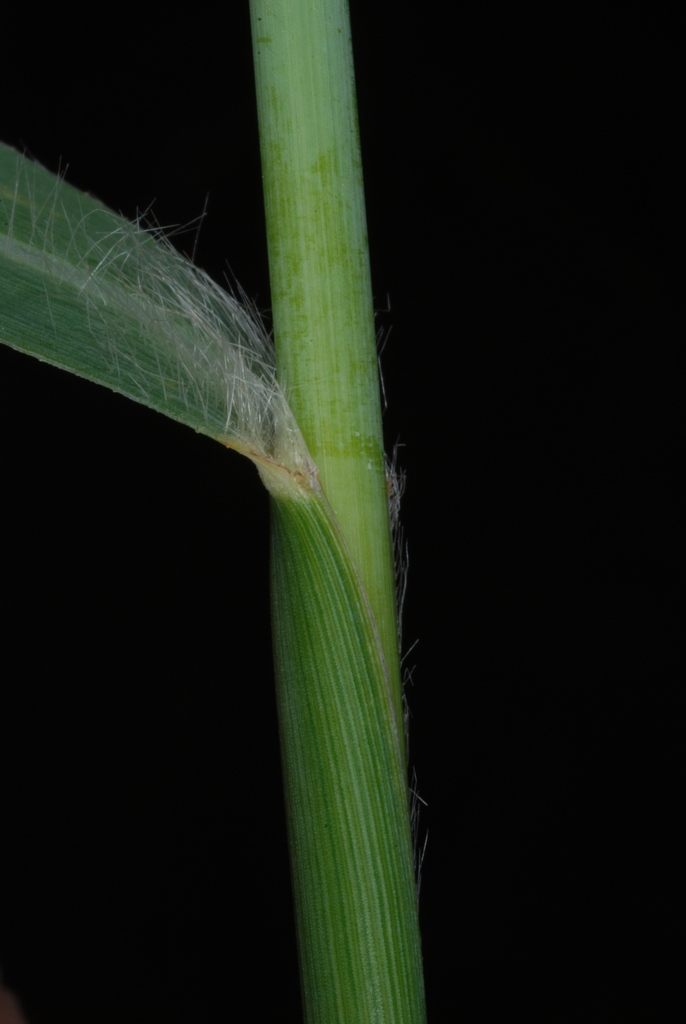Leaf sheath and stem (Lambton, Toronto, ON)-Early Fall