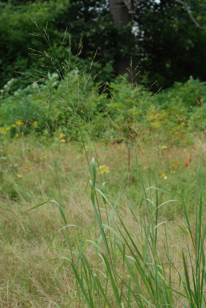 Panicle (Lambton, Toronto, ON)-Early Fall