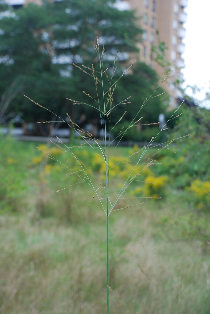 Panicle (Lambton, Toronto, ON)-Early Fall