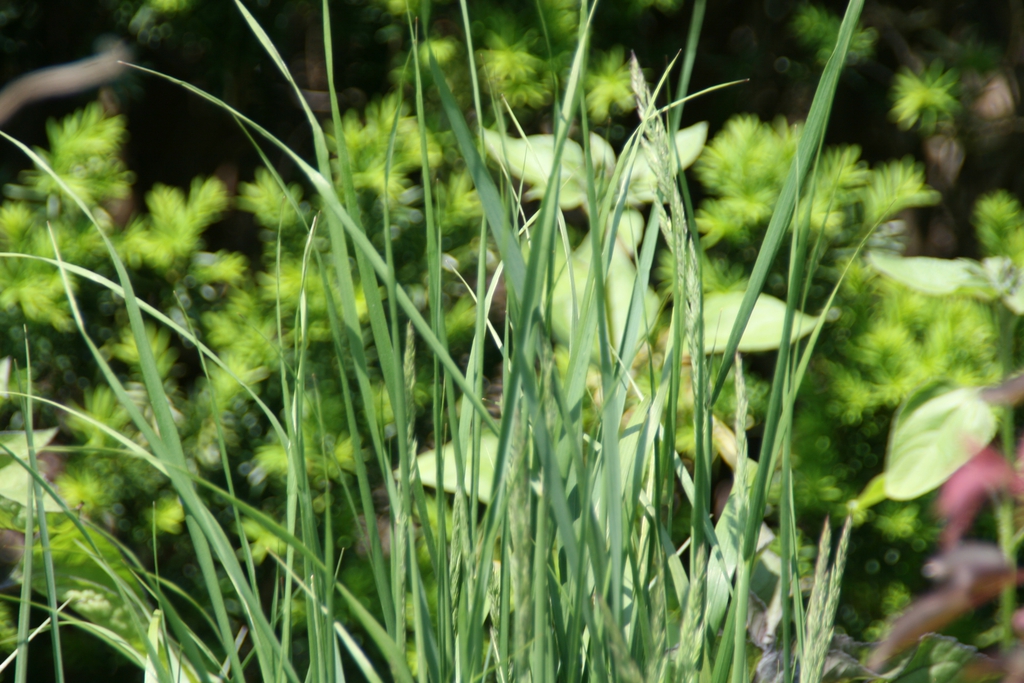 Leaves