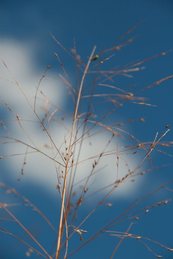 Form