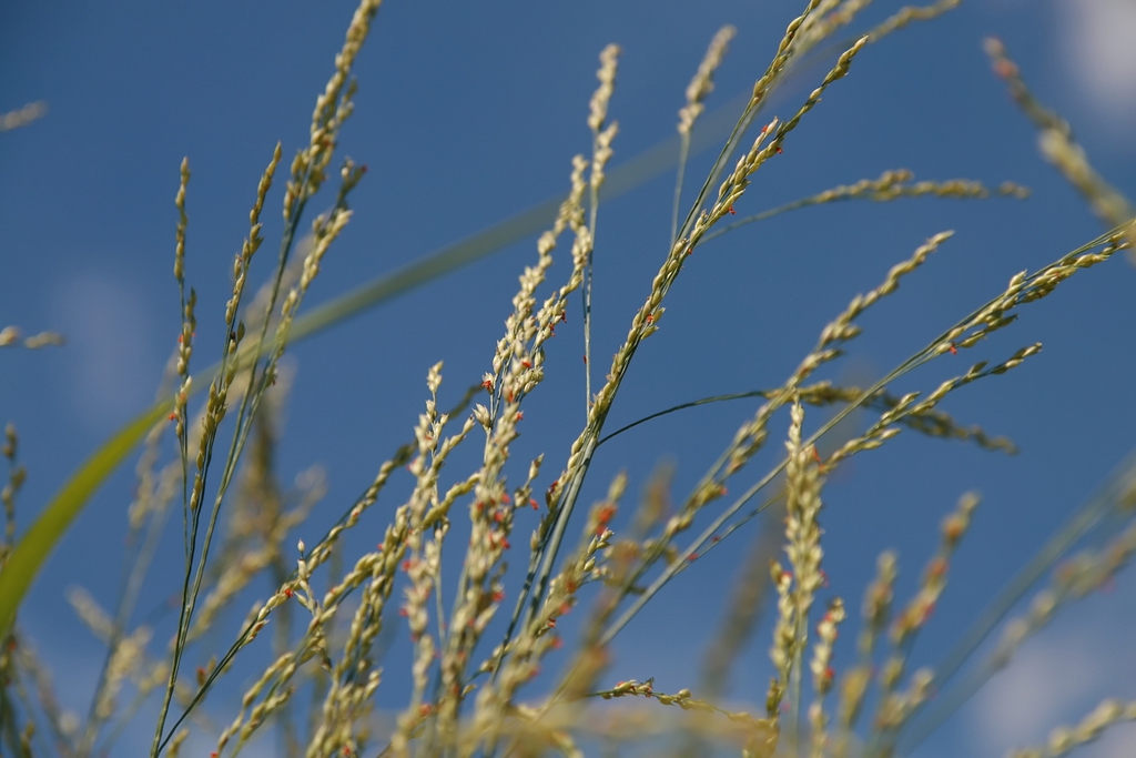 Form