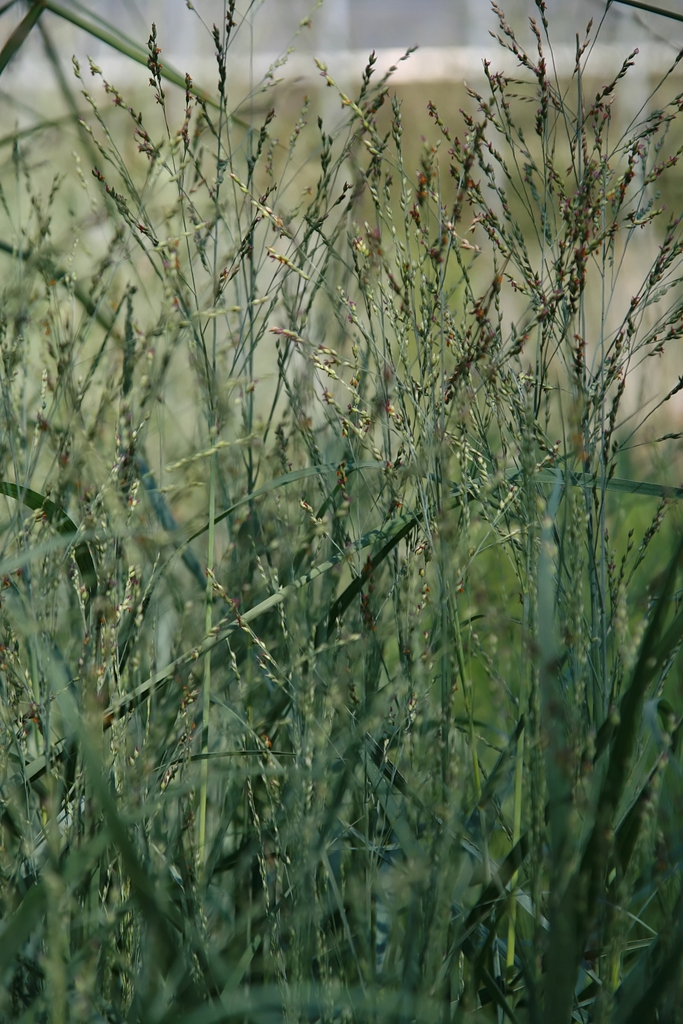 Form