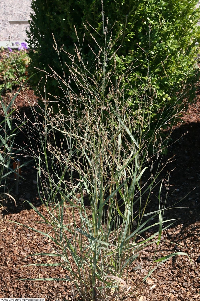 Form