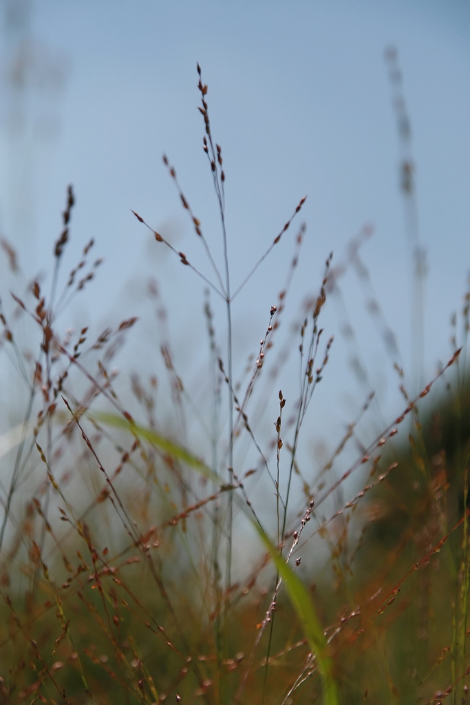 Form