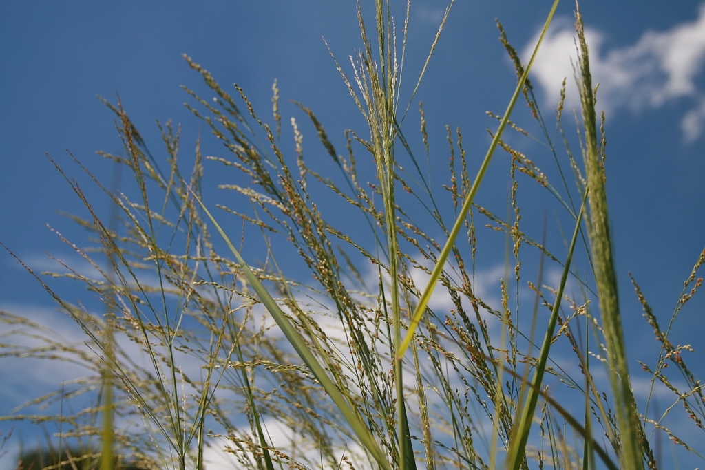 Seed heads in Aug.