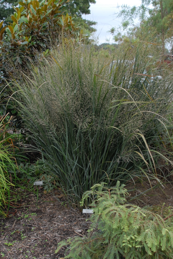 'Northwind' Growth Habit
