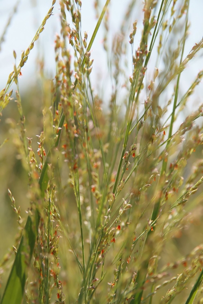 Aug. seed heads