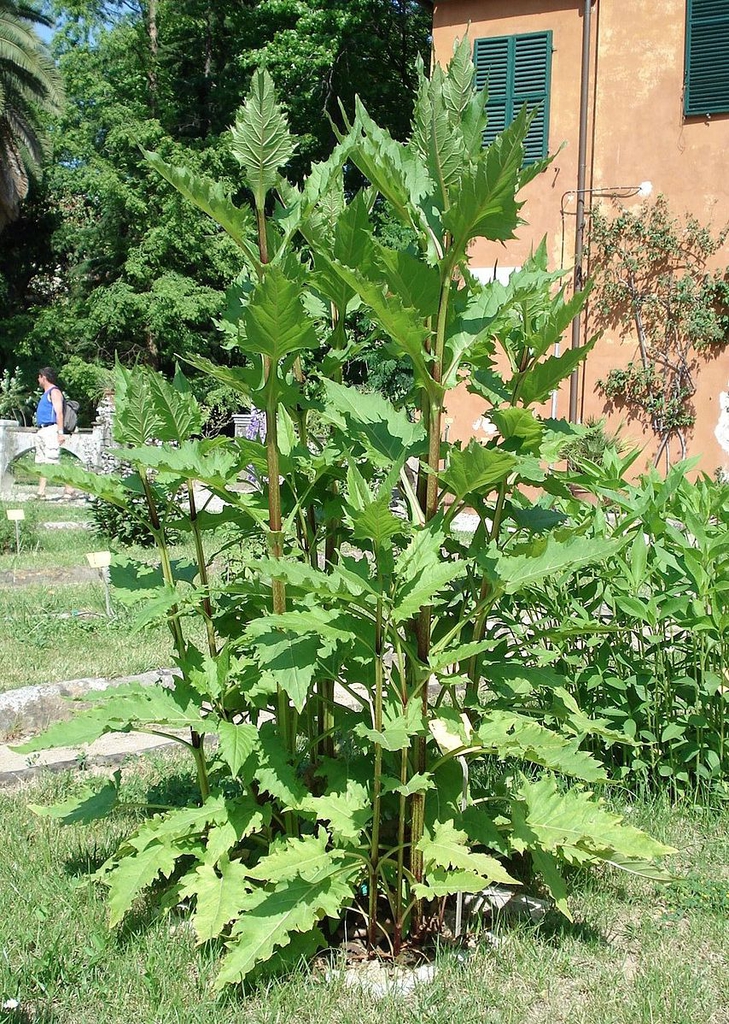 Form