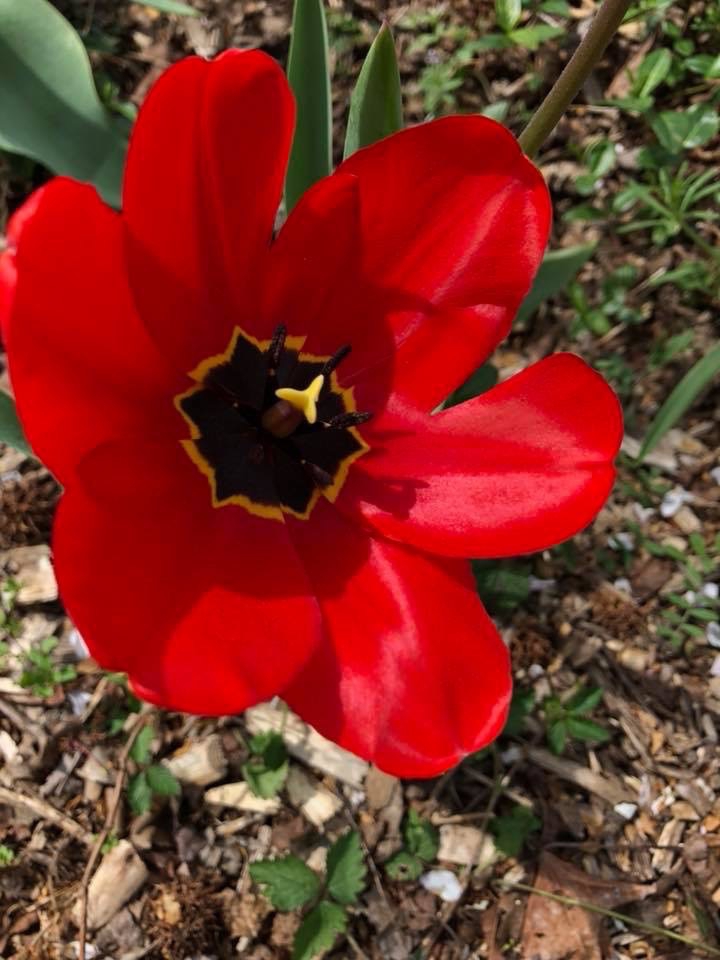 Tulipa fosteriana