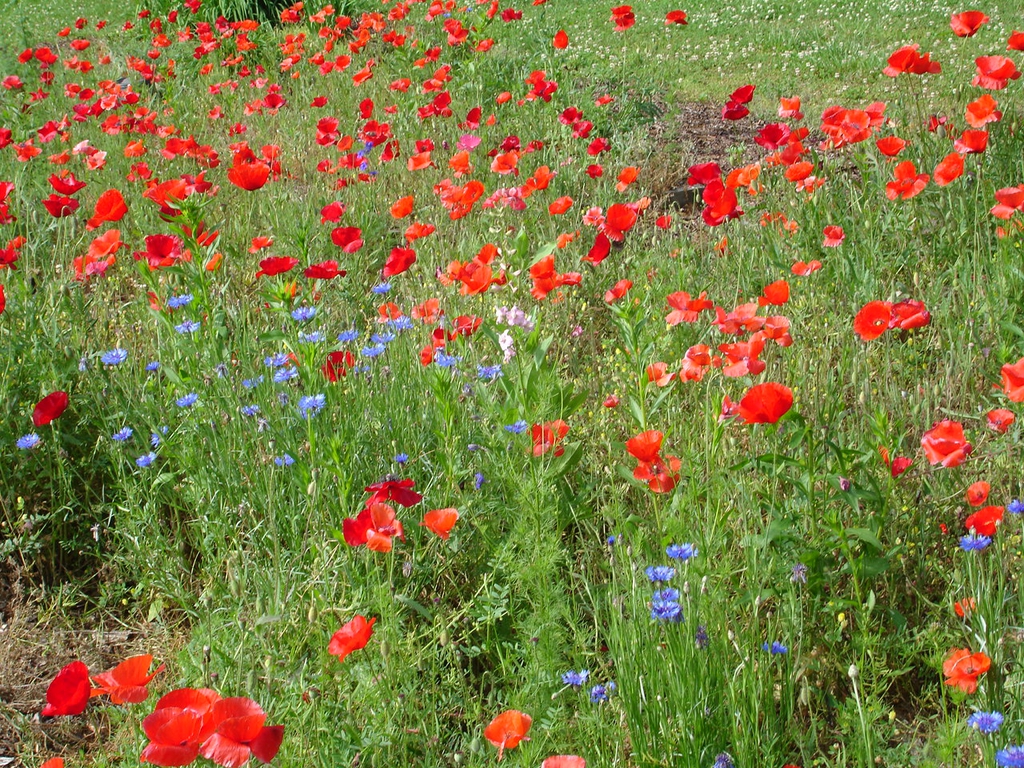 Papaver rhoeas