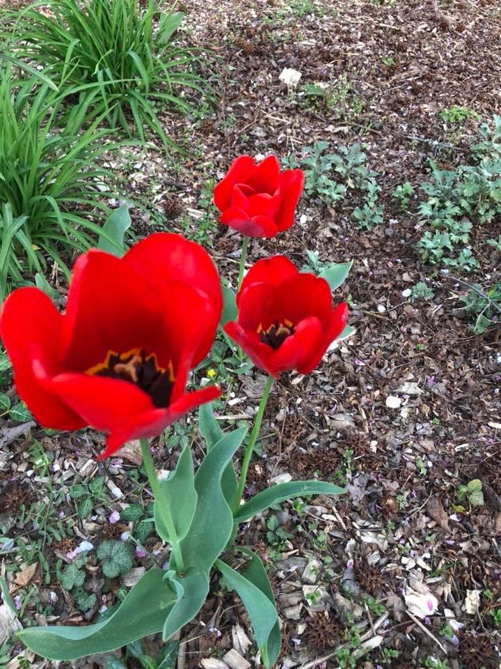 Tulipa fosteriana