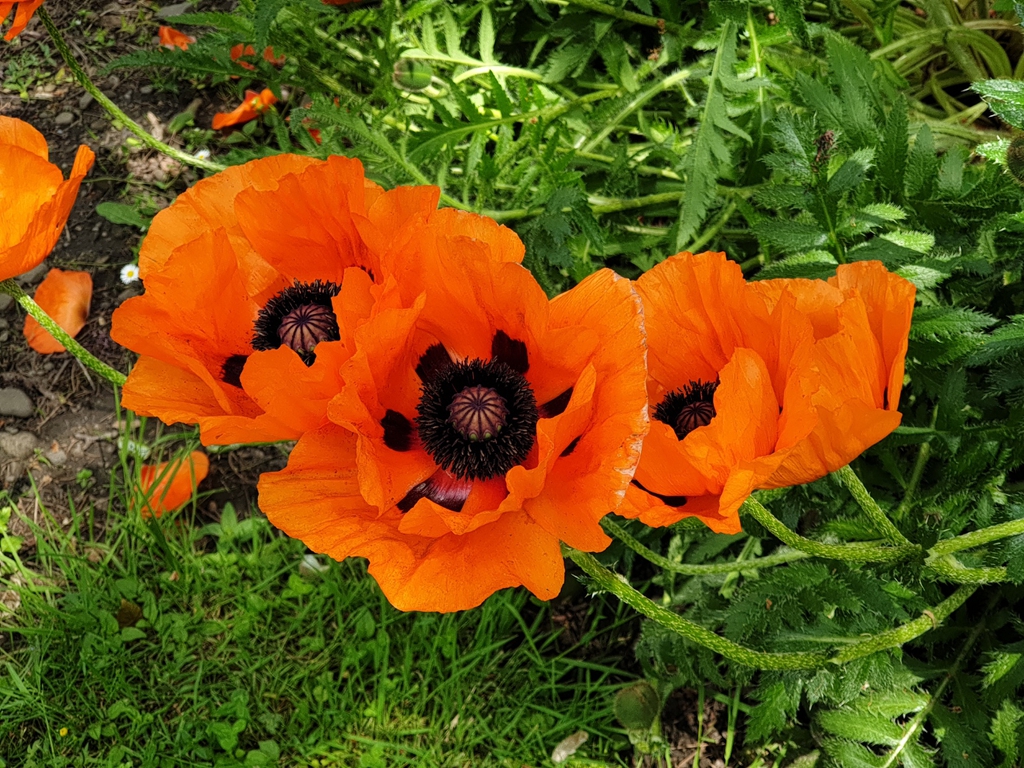 Flowers