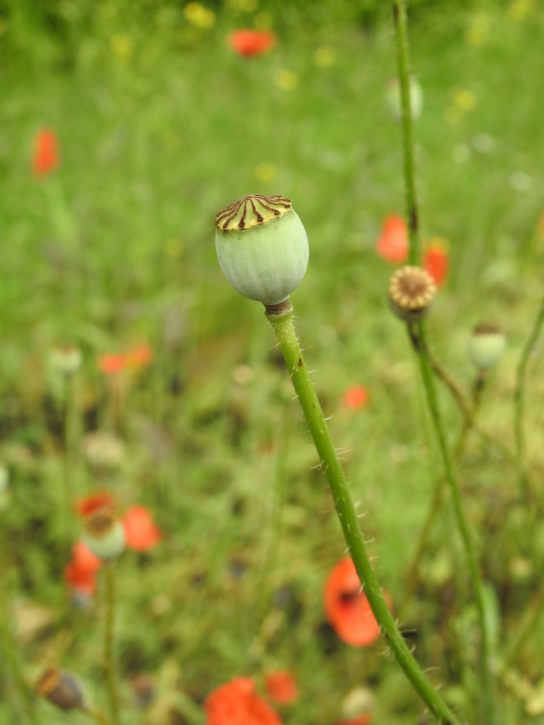 Papaver rhoeas fF