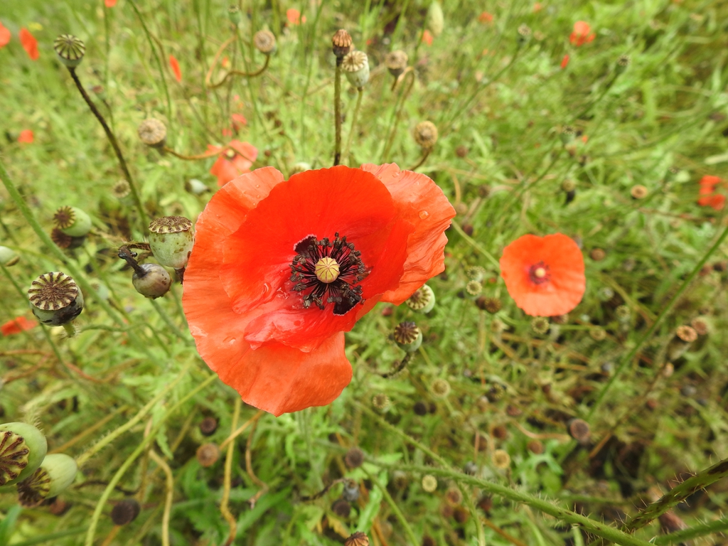 Red flower