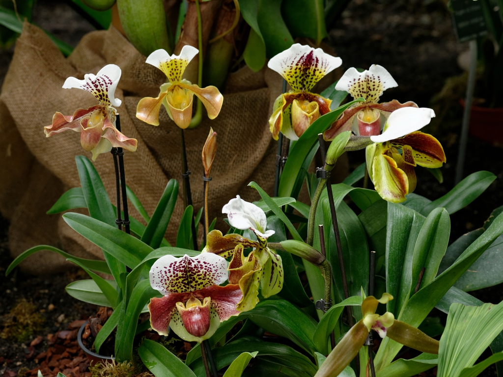 Form