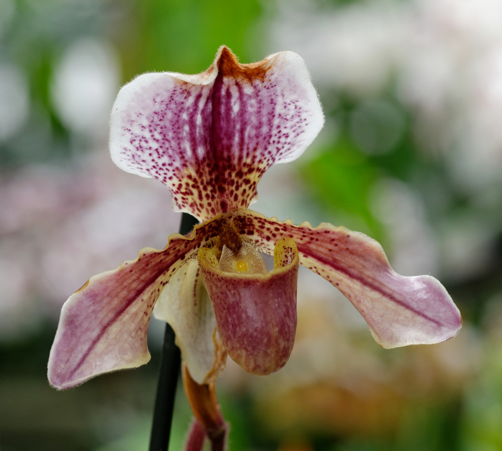 Form