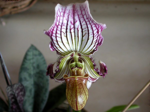 Form