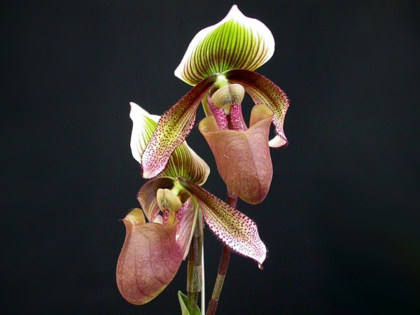 Form