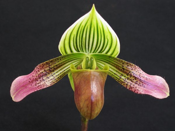 Form