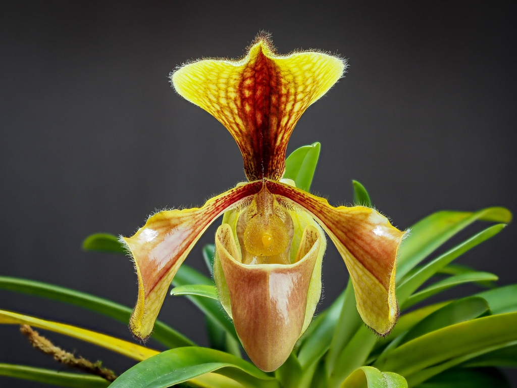Form