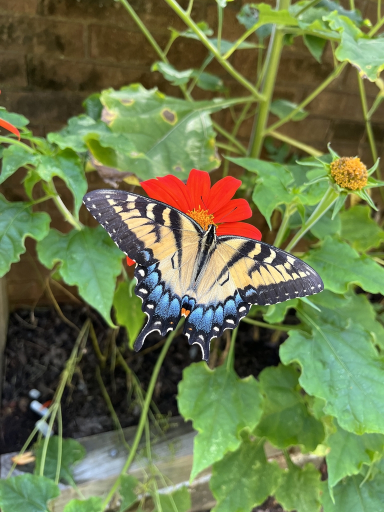 Butterfly perched on a Tithonia inflorescence