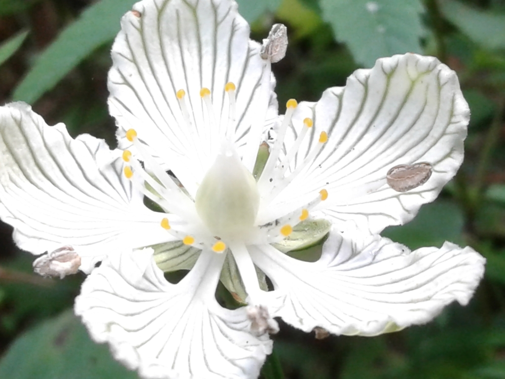 Close up of flower