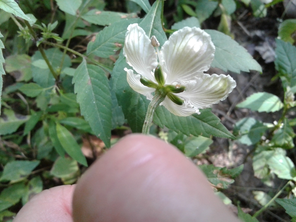 Back of flower