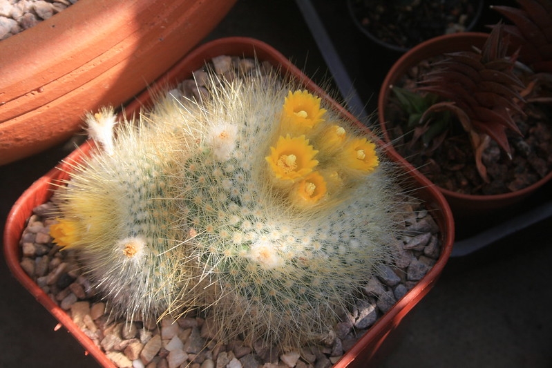 Small cerioid cactus with small yellow flowers.