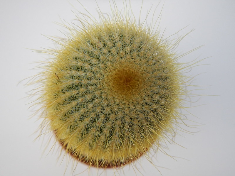 Small potted cerioid cactus with pale, thin spines.