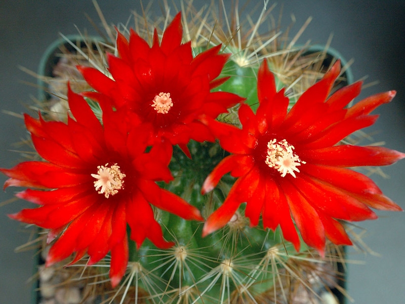 A cluster of bright red flowers with many petals and stamens.