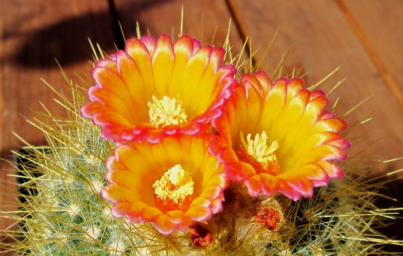 Cerioid cactus with three yellow, orange & red flowers.
