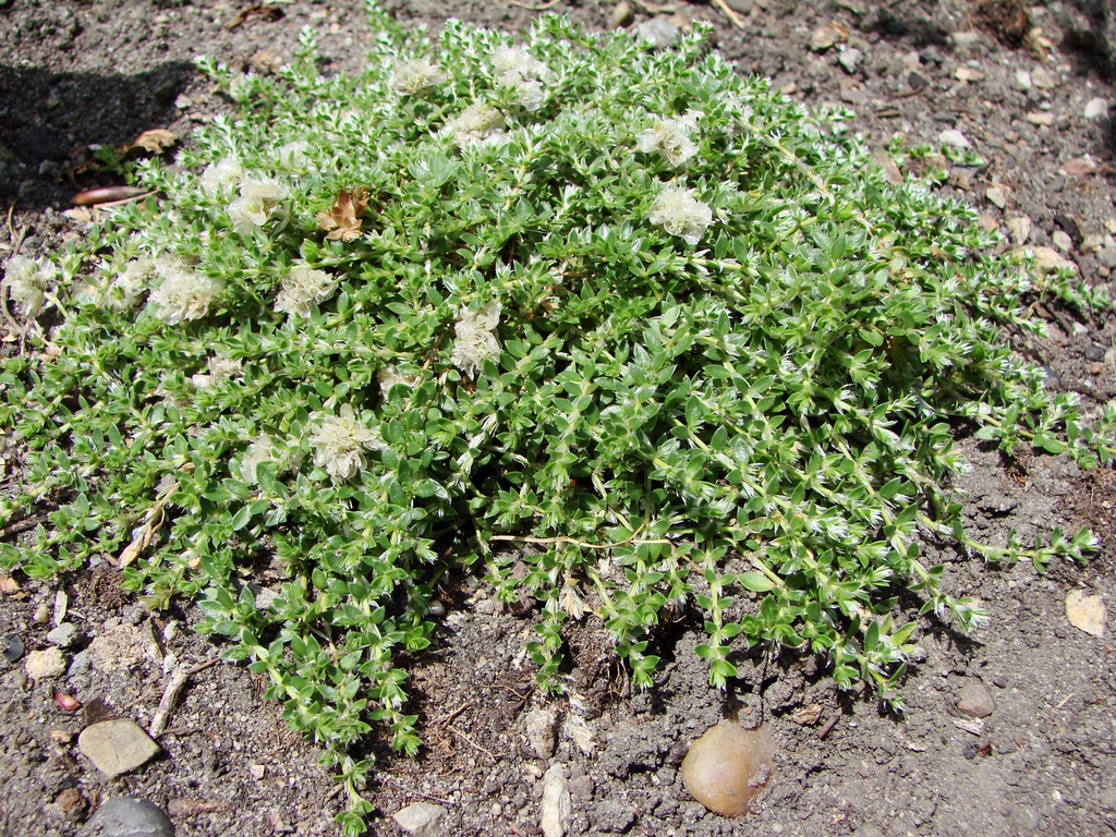 Form