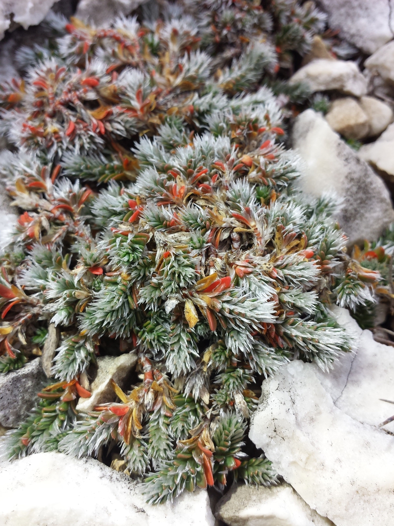 Form