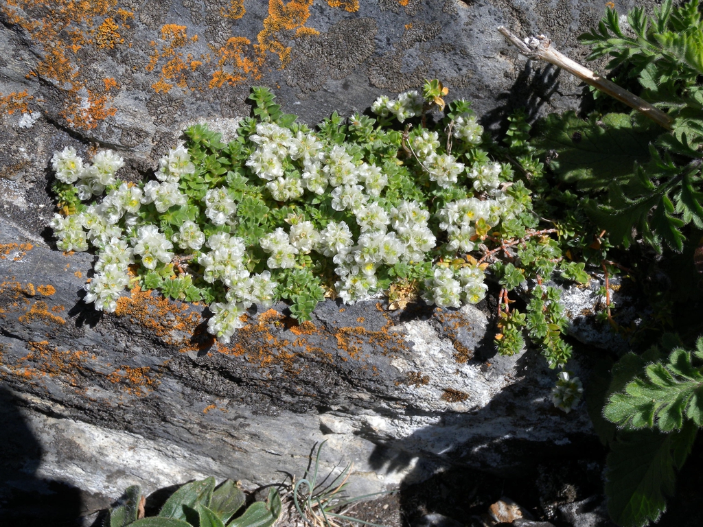 Form