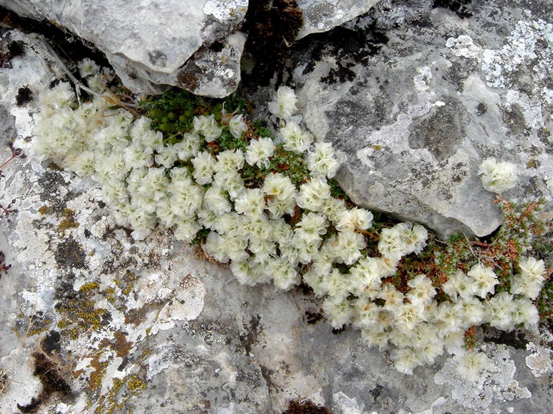 Form